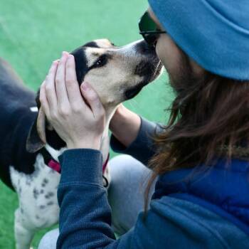 Hound and Mixed Breed Dogs Available for Adoption in Roanoke, Virginia - Barkalina | PetCurious