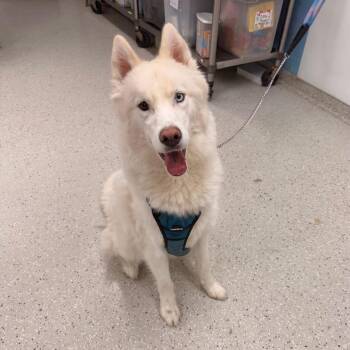 Baker -  Siberian Husky and Mixed Breed Dog for Adoption in Indianapolis, Indiana - Baker | PetCurious