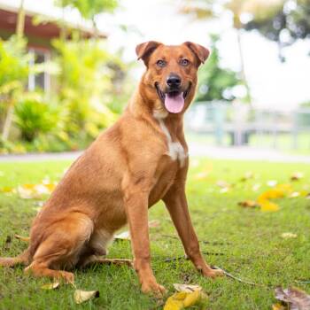 Rescue Mixed Breed Dogs for Adoption in Kailua-kona, Hawaii - Scooter | PetCurious