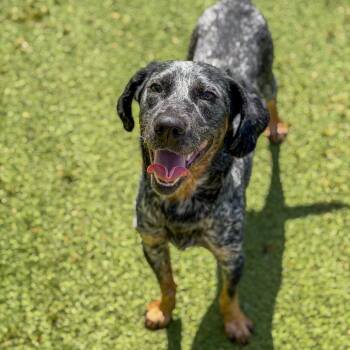 Bluetick Coonhound and Mixed Breed Dogs Available for Adoption in Gainesville, Georgia - Cash | PetCurious