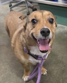 Pembroke Welsh Corgi Dogs Available for Adoption - Dino | PetCurious