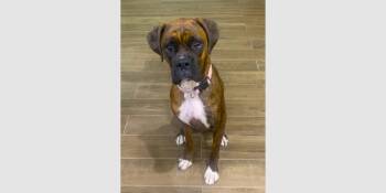 Jessie II -  Boxer Dog Available for Adoption in Hewitt, Texas - Jessie II | PetCurious