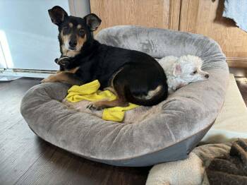 Dachshund and Chihuahua Dogs Available for Adoption in Ashville, Ohio - Bo | PetCurious