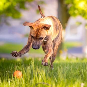 Mixed Breed Dogs Available for Adoption in Head Of Saint Margarets Bay, Nova Scotia - Stella | PetCurious