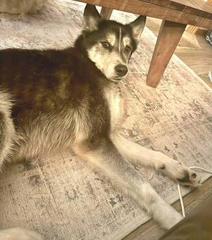Husky Dogs Available for Adoption - Midas | PetCurious
