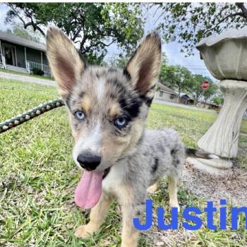 Australian Shepherd Dogs Available for Adoption in Austin, Texas - Buffalo  | PetCurious