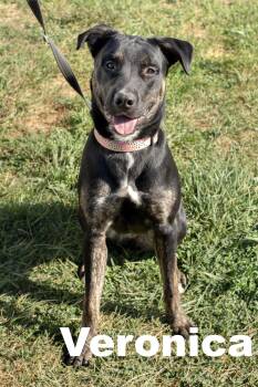Rescue Mixed Breed Dogs for Adoption in Macomb, Illinois - Veronica | PetCurious