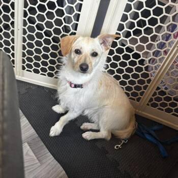 Parson Russell Terrier and Mixed Breed Dogs Available for Adoption in Cleveland, Tennessee - Cali | PetCurious