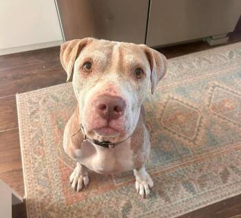 Honey -  American Staffordshire Terrier Dog for Adoption in Sedalia, Colorado - Honey | PetCurious