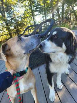 Posy -  Shepherd and Labrador Retriever Dog for Adoption in Pottstown, Pennsylvania - Posy | PetCurious