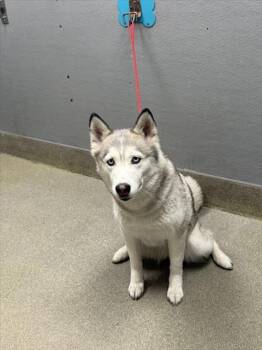 Rescue Husky Dogs for Adoption in Las Vegas, Nevada - WINTER | PetCurious