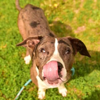 Bradley -  Mixed Breed Dog for Adoption in Owosso, Michigan - Bradley | PetCurious