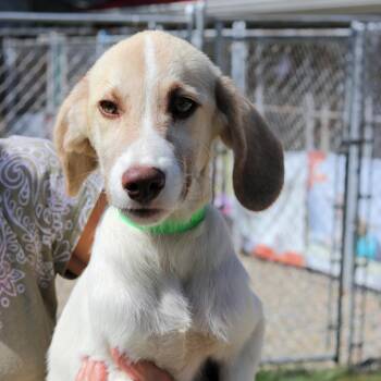 Great Pyrenees and Mixed Breed Dogs Available for Adoption in Eastford, Connecticut - CT Remy | PetCurious