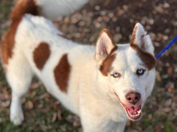 Husky and Mixed Breed Dogs Available for Adoption - PABLO | PetCurious