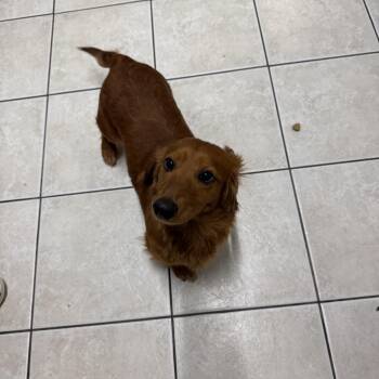Dachshund Dogs Available for Adoption in Hendersonville, Tennessee - Sushi | PetCurious