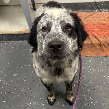 Aemon -  Mixed Breed Dog for Adoption in Columbiana, Alabama - Aemon | PetCurious