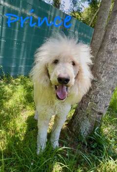 Prince -  Poodle Dog for Adoption in Fort Pierce, Florida - Prince | PetCurious