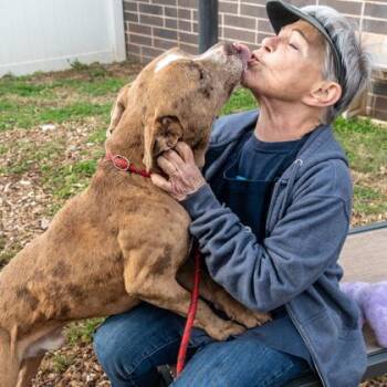 Mixed Breed Dogs Available for Adoption in Chamblee, Georgia - Albatross | PetCurious
