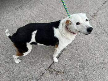 Labrador Retriever and Mixed Breed Dogs Available for Adoption - PEACHES | PetCurious