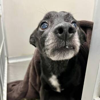 Benito -  Chihuahua Dog for Adoption in Des Moines, Iowa - Benito | PetCurious