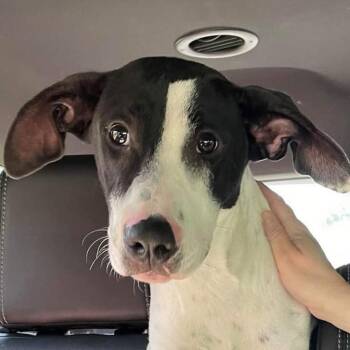 Lizzy -  Hound and Mixed Breed Dog for Adoption in Smithfield, North Carolina - Lizzy | PetCurious