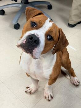 Basset Hound and English Bulldog Dogs Available for Adoption - Bruno | PetCurious
