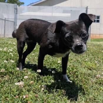 Chihuahua and Mixed Breed Dogs Available for Adoption in Greenville, South Carolina - Gem | PetCurious