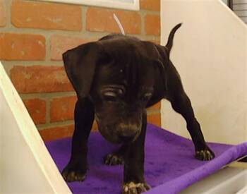 PUPPY 5 -  Chihuahua and Mixed Breed Dog for Adoption in Houston, Texas - PUPPY 5 | PetCurious