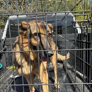 Chief -  German Shepherd Dog Dog for Adoption in Gadsden, Alabama - Chief | PetCurious
