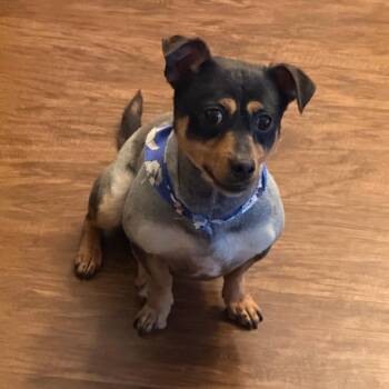Kobe -  Dachshund and Chihuahua Dog for Adoption in Lakeland, Florida - Kobe | PetCurious