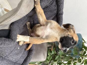 Tigger -  Belgian Shepherd Malinois and Saint Bernard Dog for Adoption in Bellflower, California - Tigger | PetCurious