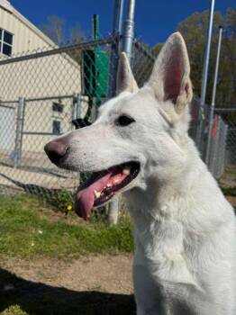 White German Shepherd Dogs Available for Adoption in Benton Harbor, Michigan - Bella | PetCurious