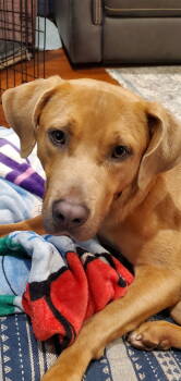 Rescue Labrador Retriever Dogs for Adoption in Holbrook, New York - TORTELLINI | PetCurious