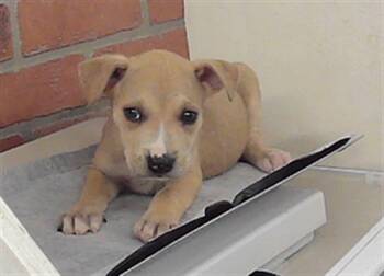 Staffordshire Bull Terrier and Mixed Breed Dogs Available for Adoption in Houston, Texas - CYBORG | PetCurious
