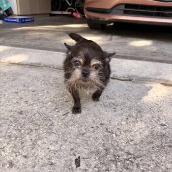 Chihuahua Dogs Available for Adoption in Tampa, Florida - Princess | PetCurious