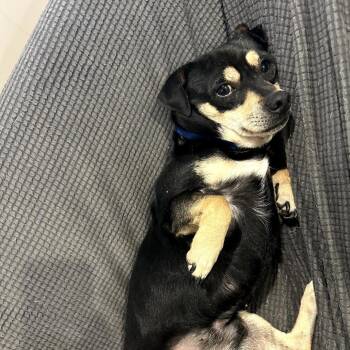 Dusty (bonded to Jack) -  Chihuahua and Mixed Breed Dog for Adoption in New Orleans, Louisiana - Dusty (bonded To Jack) | PetCurious