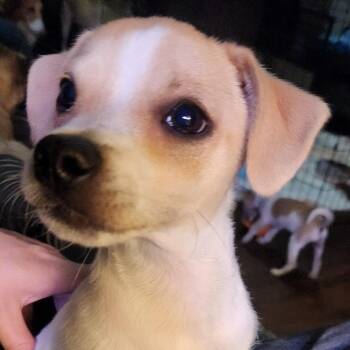 Chihuahua and Yorkshire Terrier Dogs Available for Adoption - Cindy Lou | PetCurious