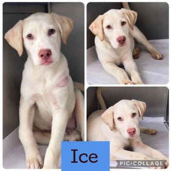 Ice -  Labrador Retriever Dog for Adoption in Ringwood, New Jersey - Ice | PetCurious