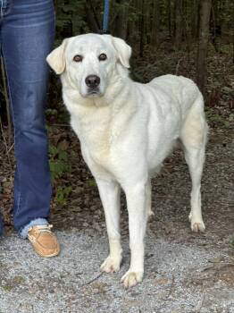 Dandelion -  Great Pyrenees Dog for Adoption in Meherrin, Virginia - Dandelion | PetCurious