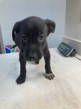INKY -  Labrador Retriever and Mixed Breed Dog for Adoption in Baytown, Texas - INKY | PetCurious