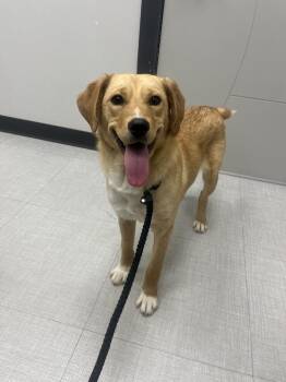 Labrador Retriever and Mixed Breed Dogs Available for Adoption - Apple | PetCurious