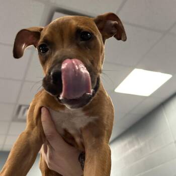 Azan -  Boxer and Mixed Breed Dog for Adoption in Greensboro, North Carolina - Azan | PetCurious