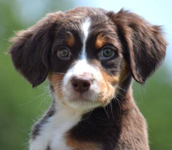 Gemma-Available www.lhar.dog to apply -  Spaniel and Australian Shepherd Dog for Adoption in Frederick, Maryland - Gemma-Available Www.lhar.dog To Apply | PetCurious