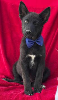 Rescue Shepherd and Labrador Retriever Dogs for Adoption in Helendale, California - Lionel | PetCurious