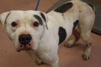 BRANDS -  Mixed Breed Dog for Adoption in Columbia, South Carolina - BRANDS | PetCurious