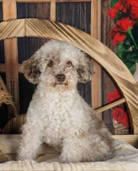 Poodle Dogs Available for Adoption in Newport, Kentucky - Gemma | PetCurious