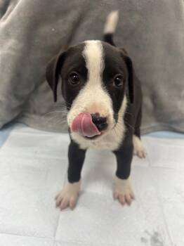 Tux -  Collie and Mixed Breed Dog for Adoption in Hartsville, South Carolina - Tux | PetCurious