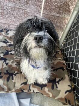 Rescue Shih Tzu and Yorkshire Terrier Dogs for Adoption in Oakland, New Jersey - Panda | PetCurious