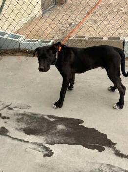 Wizard -  Labrador Retriever and American Staffordshire Terrier Dog for Adoption in California City, California - Wizard | PetCurious