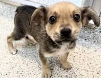 Belgian Shepherd Malinois and Mixed Breed Dogs Available for Adoption in Houston, Texas - CLARABELL | PetCurious